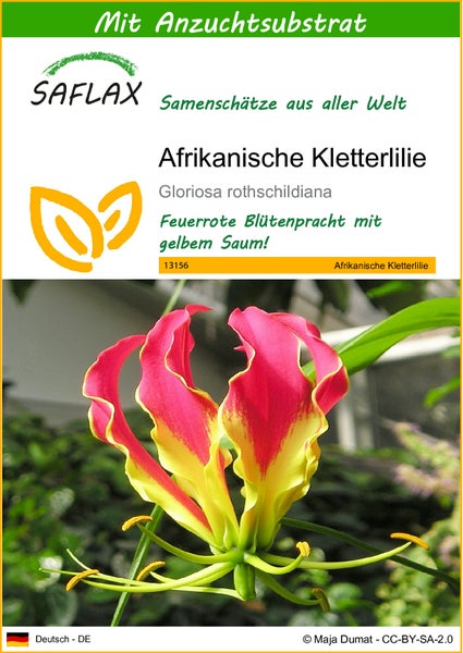 SAFLAX  - Afrikanische Kletterlilie - Gloriosa rothschildiana - 15 Samen - Mit keimfreiem Anzuchtsubstrat