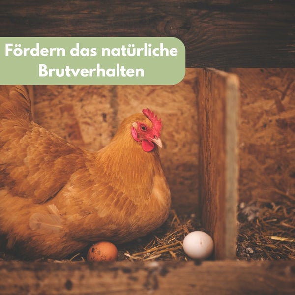 6x Legeeier Kunsteier Nesteier für Hühner Gipseier Bruteier Fasanen Enten Künstliche Eier Hühnereier Braun