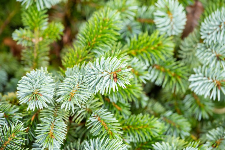 Nahaufnahme von Zweigen einer Blaufichte