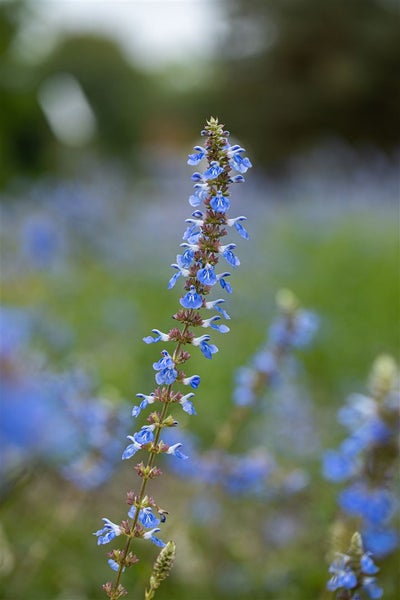 Blühende Salbeipflanze im Garten