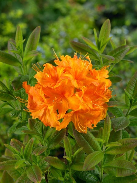 Rhododendron luteum 'Rumba', gelb-rot, 30–40 cm