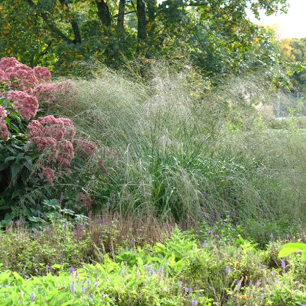 Garten mit Ziergräsern und Herbst-Schmuckblumen