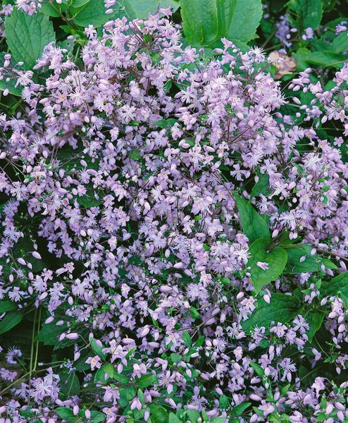 Clematis heracleifolia, Duft-Waldrebe, blau, 60–100 cm
