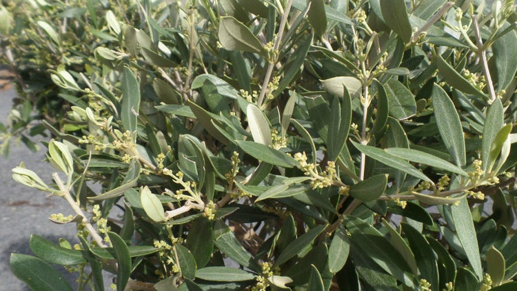 Olivenbaum Olive 160 - 180 cm Hochstamm, beste Qualität, winterhart