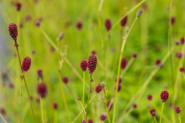 Sanguisorba officinalis 'Tanna', Wiesenknopf, rot, ca. 9x9 cm Topf