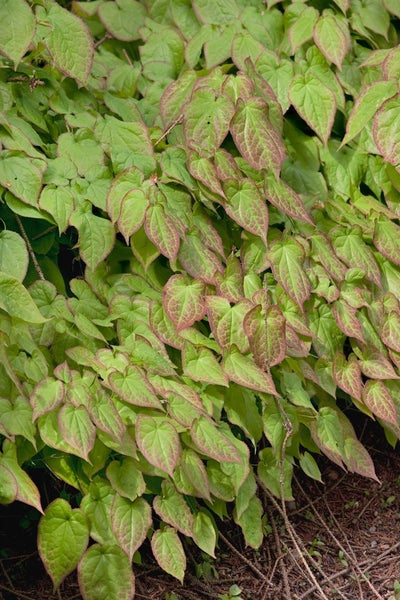 Epimedium x rubrum, Elfenblume, rot, ca. 9x9 cm Topf
