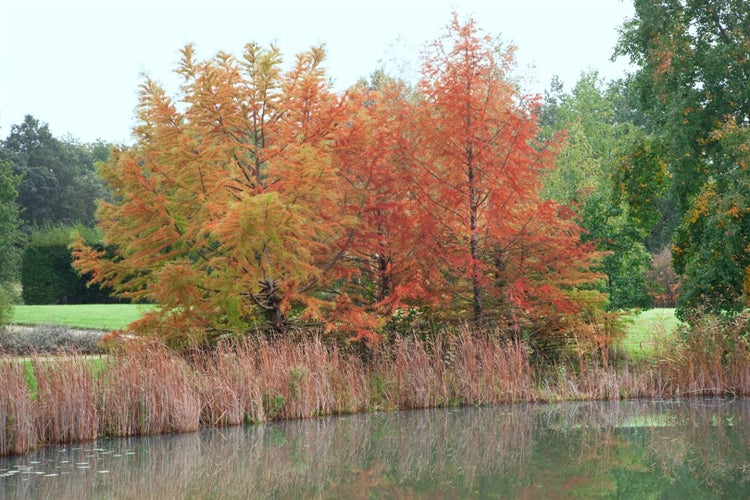Taxodium distichum, Sumpfzypresse, 80–100 cm