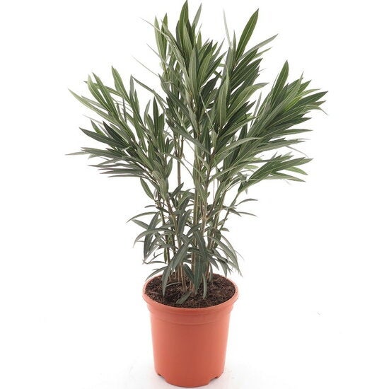 Oleander im Pflanztopf mit schmalen, lanzettlichen Blättern.