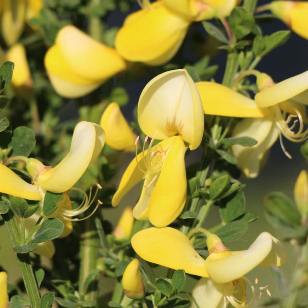 Ginsterpflanze mit gelben Blüten