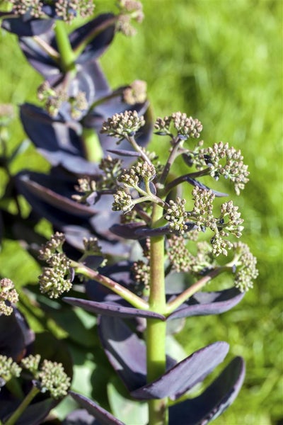 Sedum cauticola 'Bertram Anderson', Fetthenne, purpurrot, ca. 9x9 cm Topf