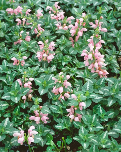 Lamium maculatum 'Shell Pink', Taubnessel, zartrosa, ca. 9x9 cm Topf