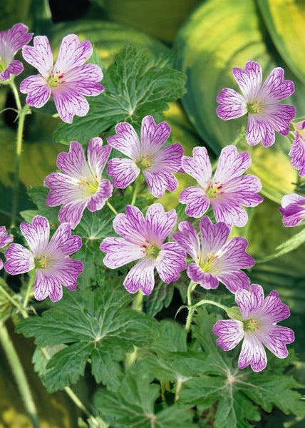 Geranium versicolor, Storchschnabel, weiß-rosa, ca. 9x9 cm Topf