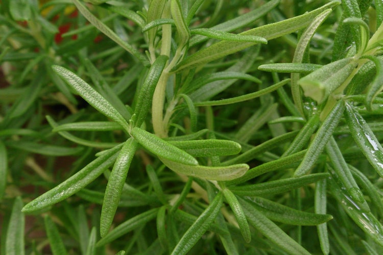 SAFLAX Garden to go - Echter Rosmarin - Rosmarinus officinalis - 100 Samen - Mit Topf, Klima - Deckel und Anzuchtsubstrat