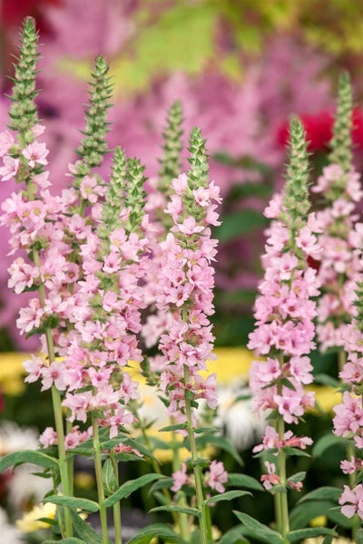 Lythrum salicaria 'Blush', Blutweiderich, rosa, ca. 11x11 cm Topf