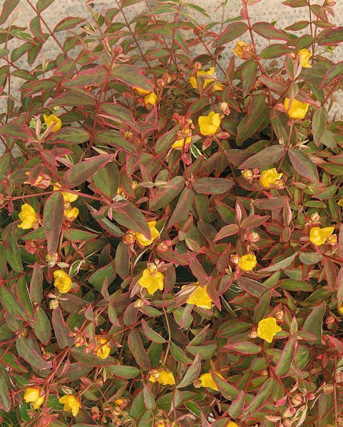 Hypericum moserianum 'Tricolor', Johanniskraut, buntes Laub, ca. 9x9 cm Topf