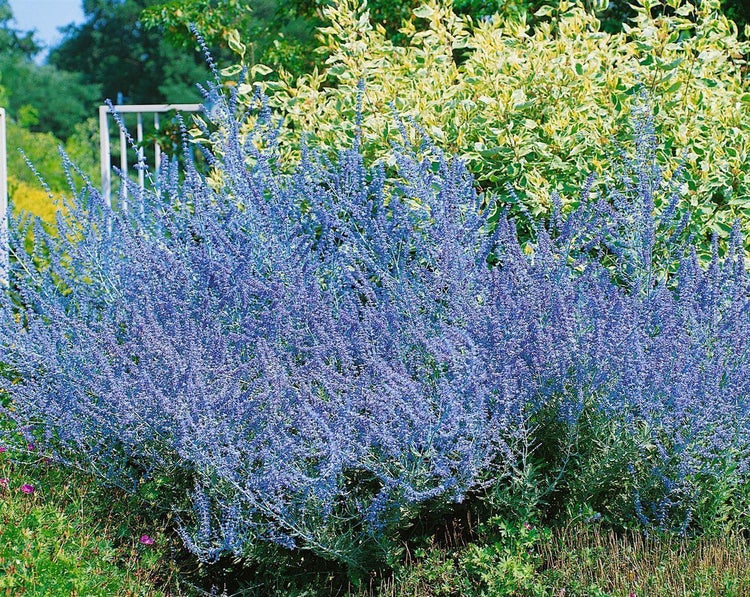 Blühende Blauraute mit hohen lavendelblauen Blütenähren und silbergrünem Laub im Garten.