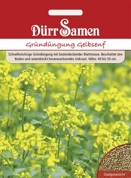 Dürr Samen Saatgut für Gründüngung Gelbsenf, Wuchshöhe 40 bis 50 Zentimeter, Abbildung von blühenden Pflanzen und Samen.