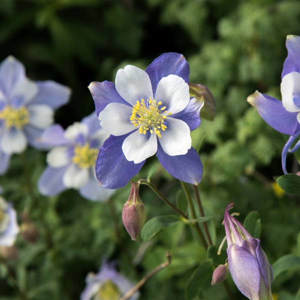 Nahaufnahme einer Akelei im Garten.