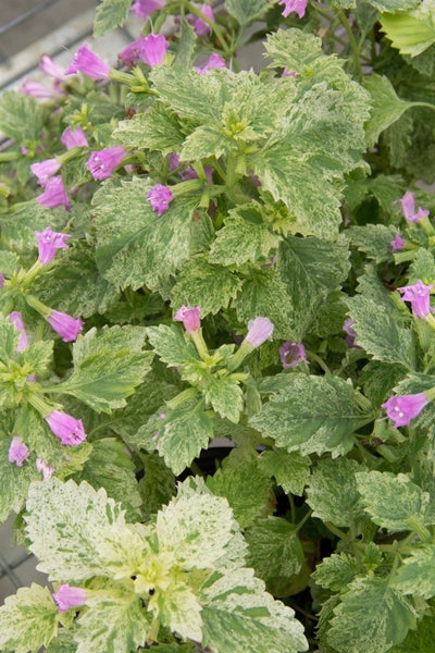Calamintha grandiflora, Bergminze, rosa Blüten, ca. 9x9 cm Topf