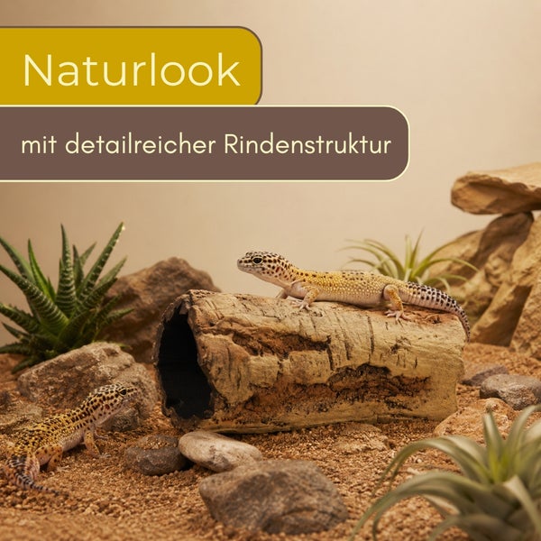 Leopardgeckos in einem hellen, natürlich gestalteten Terrarium mit einer Korkröhre mit detailreicher Rindenstruktur, Steinen und Sukkulenten.