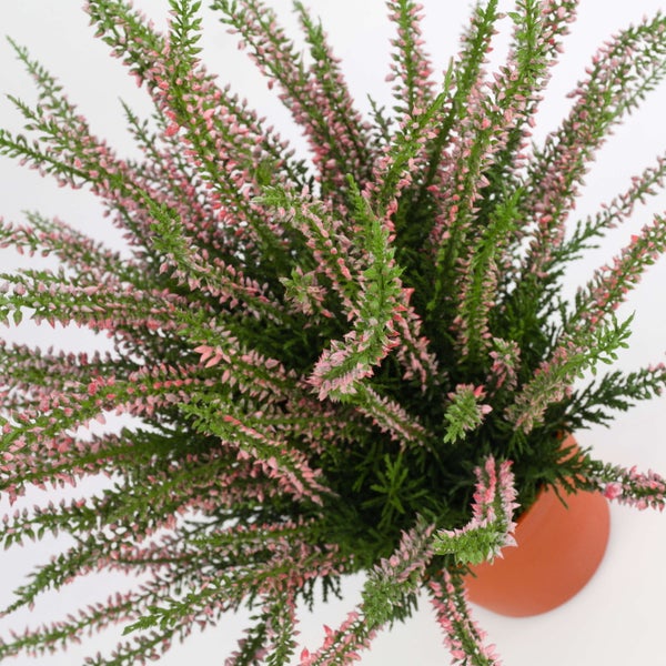 Besenheide Calluna vulgaris mit rosafarbenen Knospen an aufrechten Stielen.