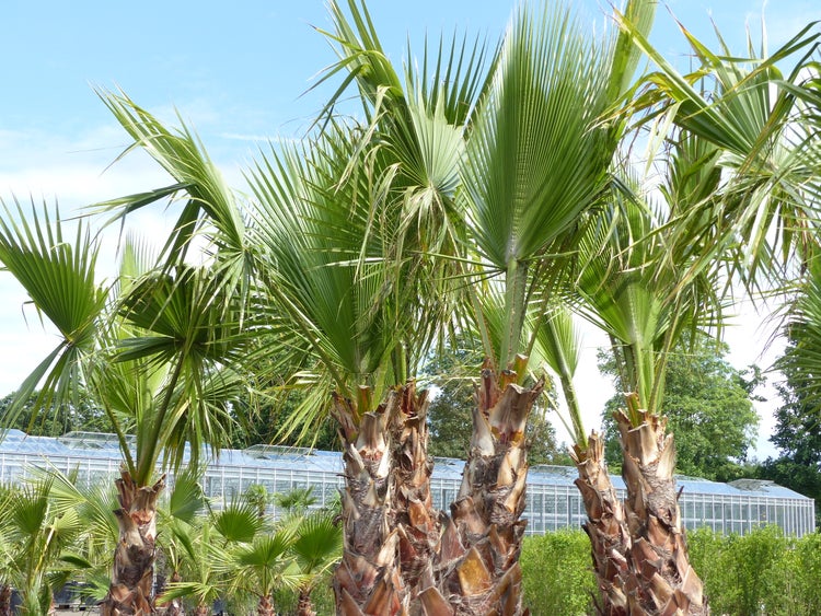 XXL Washingtonia Robusta Premium 340-400 cm, XXL Stamm 165-180 cm Petticoat Palme