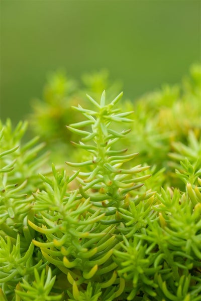 Sedum reflexum 'Angelina', Fetthenne, gelbgrün, ca. 9x9 cm Topf