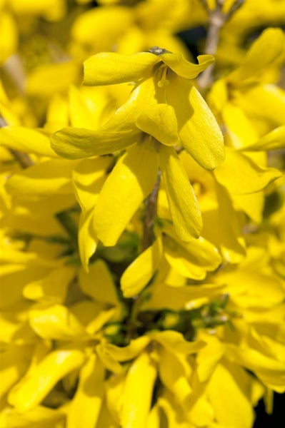 Forsythia 'Minigold', Goldglöckchen, gelb, 80–100 cm