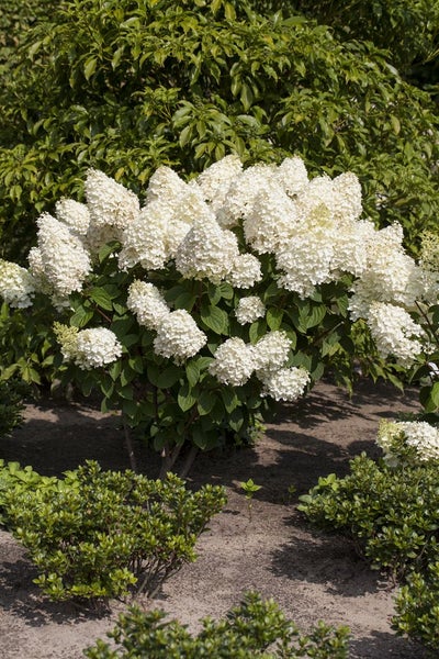 Hydrangea paniculata 'Silver Dollar', Rispenhortensie, weiß, 40–60 cm