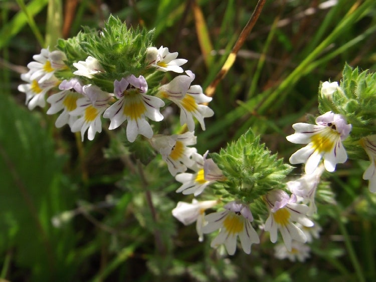 SAFLAX  - Augentrost - Euphrasia officinalis - 200 Samen