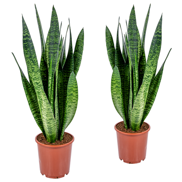 Bloomique - 2er Set - Sansevieria Zeylanica - Bogenhanf - Sukkulenten - Zimmerpflanzen - Sehr Pflegeleicht - Höhe 60-70 cm - Topf 17 cm