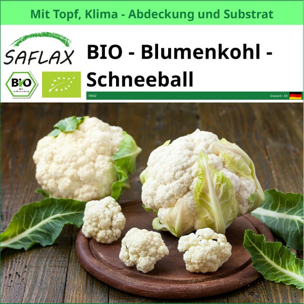 Bio Blumenkohl Schneeball auf Holzbrett