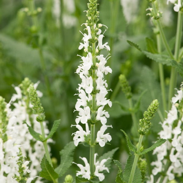 Salbei mit weißen Blüten