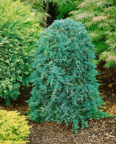 Blauer Kegelwacholder im Garten