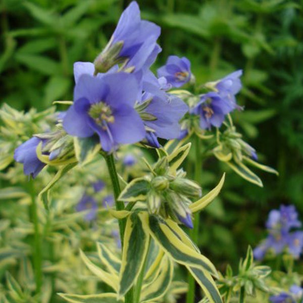 Blüte der Himmelsleiter-Pflanze