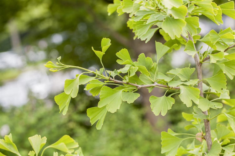 Ginkgo biloba, Fächerblattbaum, 150–175 cm