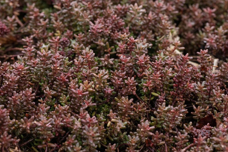 Sedum album 'Murale', Teppichsedum, rötlich, ca. 9x9 cm Topf