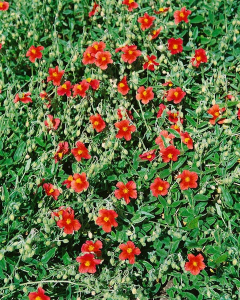 Helianthemum x cult. 'Fire Dragon', Sonnenröschen, leuchtend rot, ca. 9x9 cm Topf