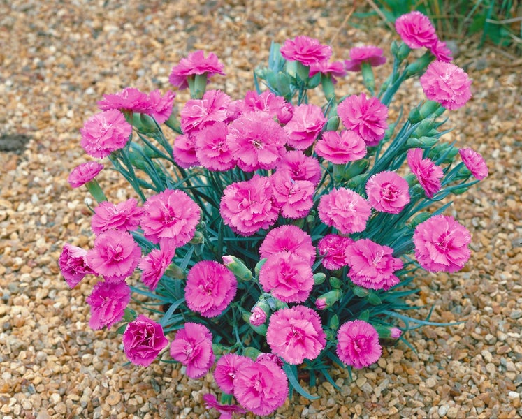 Beetnelke mit pinkfarbenen Blüten auf Kiesboden