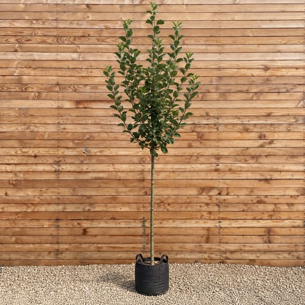 Junger Apfelbaum als Hochstamm in einem schwarzen Pflanzsack vor einer Holzwand.