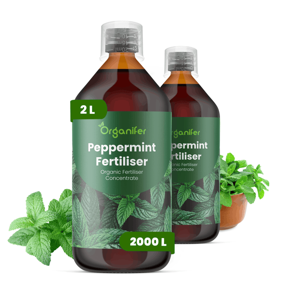 Organifer Peppermint Fertiliser, organisches Düngerkonzentrat, zwei 2 Liter Flaschen, ergeben 2000 Liter, Pfefferminzblätter, Organifer Logo.