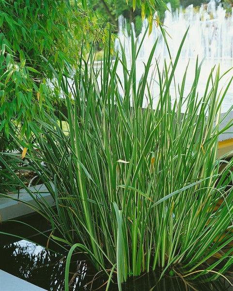 Acorus calamus 'Variegatus', Kalmus, gestreift, ca. 9x9 cm Topf