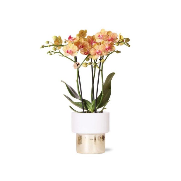 Gelbe Phalaenopsis Orchidee in einem dekorativen weiß-goldenen Keramiktopf.