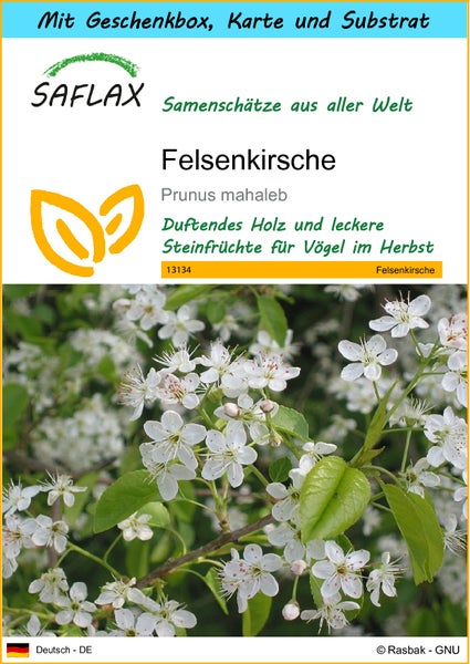 SAFLAX Geschenk Set - Felsenkirsche - Prunus mahaleb - 30 Samen - Mit Geschenkbox, Versandaufkleber, Geschenkkarte und Anzuchtsubstrat