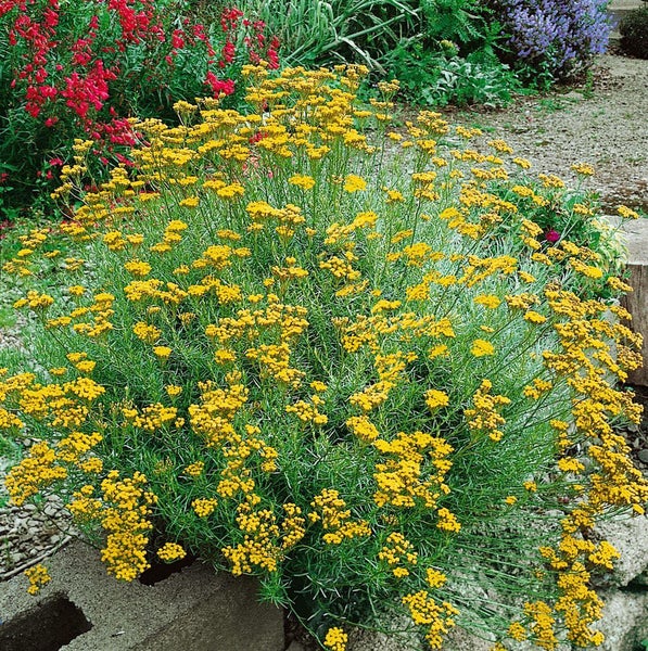 Helichrysum italicum, Currykraut, silbrig-grau, ca. 9x9 cm Topf