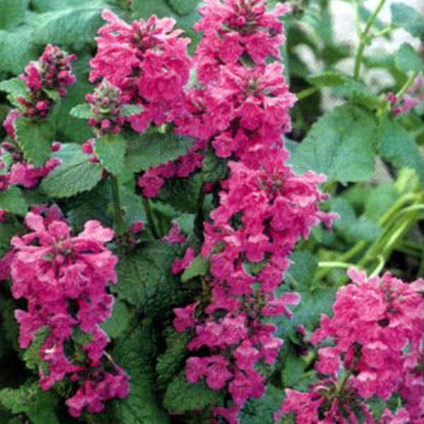 Blühende Kriechende Günsel Pflanze im Garten.