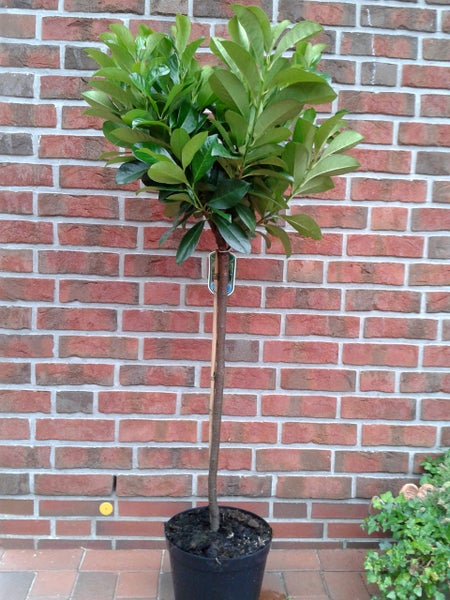 Prunus laurocerasus 'Etna' - Stämmchen, Kirschlorbeer Stämmchen, Gesamthöhe: 170-180 cm, Stammhöhe: 125