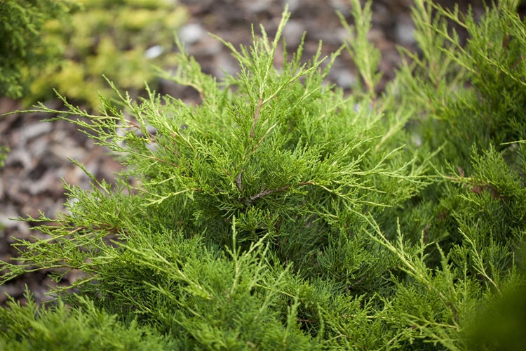 Juniperus pfitzeriana 'Gold Coast', Wacholder, goldgelb, ca. 9x9 cm Topf