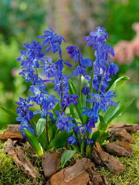 Scilla siberica, Blaustern, intensiv blau, ca. 9x9 cm Topf