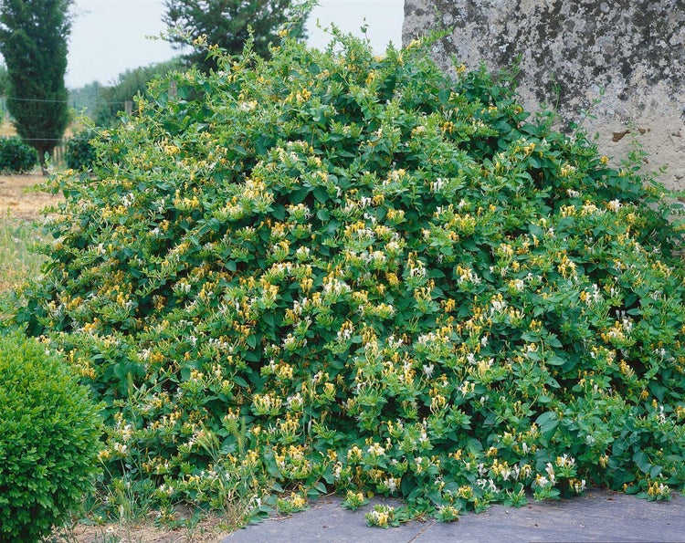 Lonicera japonica 'Halliana', Japanisches Geißblatt, cremeweiß, 100–150 cm